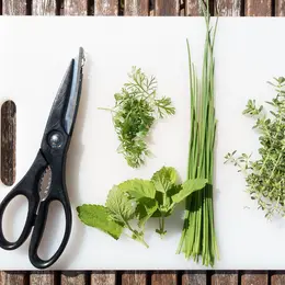Cuisine des plantes sauvages