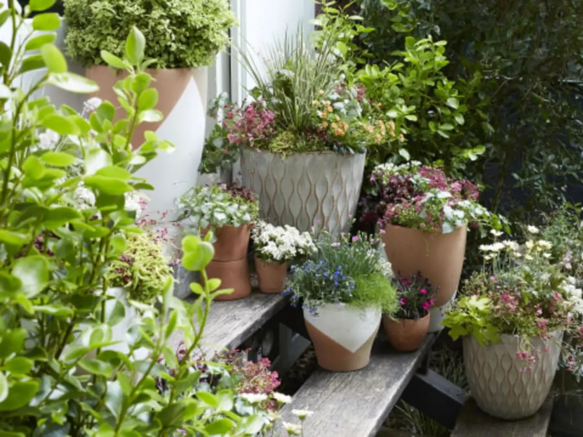 Culture en pot et rempotage réussis chez Truffaut Colomiers (31)