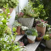 Culture en pot et rempotage réussis chez Truffaut Colomiers (31)