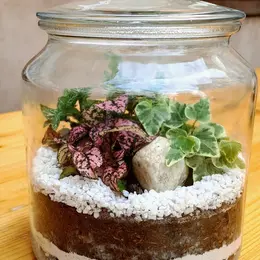 Atelier Terrarium de plantes vertes fermé