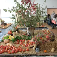 Fête de la Citrouille