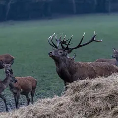 Le Brame du cerf au Parc Animalier de Sainte-Croix