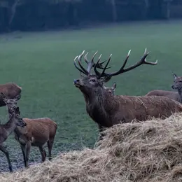 Le Brame du cerf au Parc Animalier de Sainte-Croix