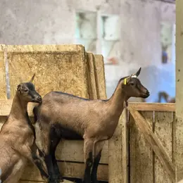 Du pis au palais : les secrets du fromage de chèvre