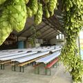 F&ecirc;te du Houblon 2026