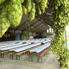Fête du Houblon 2026