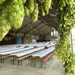 Fête du Houblon 2026