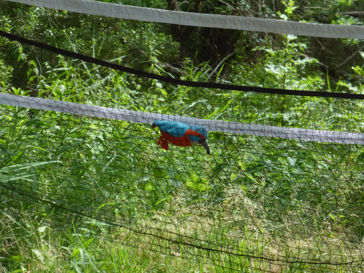Dans la peau d'un bagueur à Terres d'Oiseaux