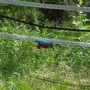 Dans la peau d'un bagueur à Terres d'Oiseaux
