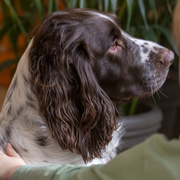 Dans la peau d'un chien