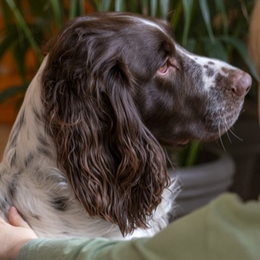 Dans la peau d'un chien