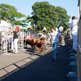 Dans le cadre des fêtes locales : Encierro des Fêtes
