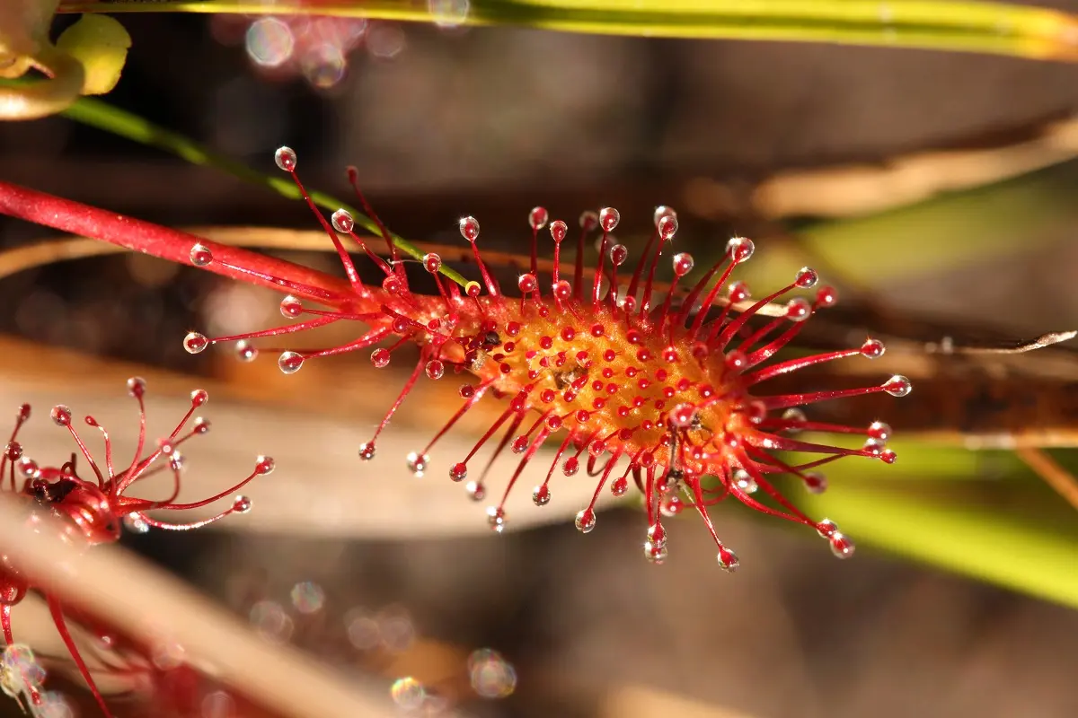 Dans le monde des plantes carnivores