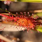Dans le monde des plantes carnivores