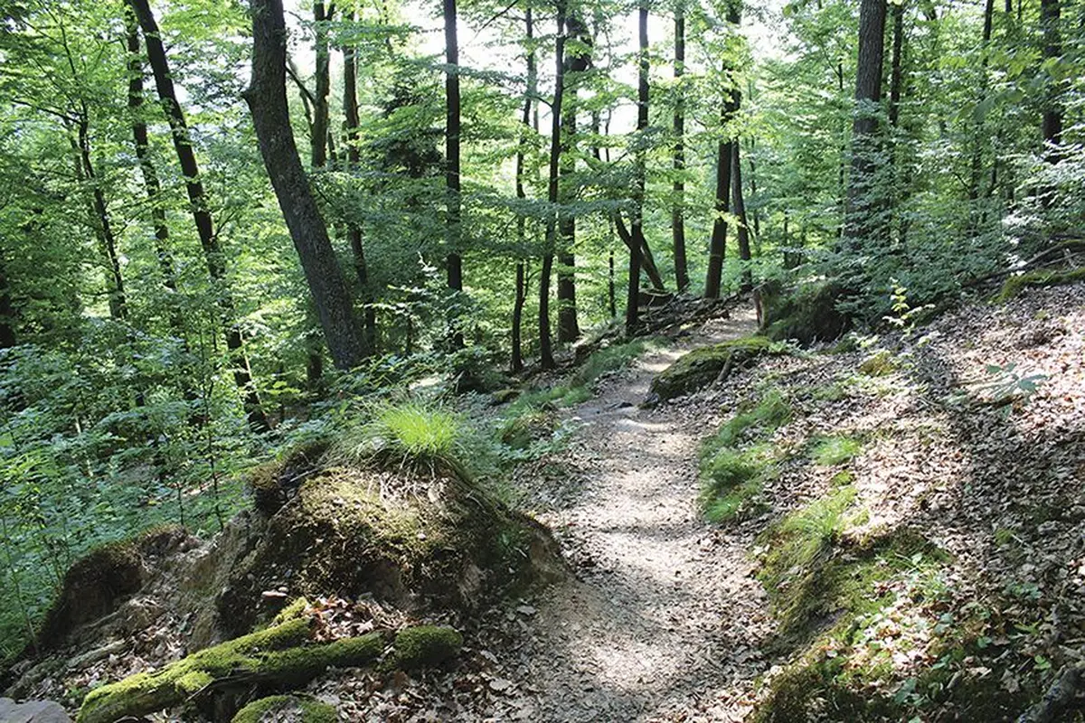 Promenons nous dans les bois.