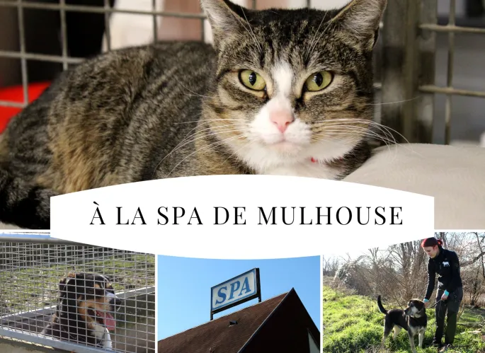 La SPA de Mulhouse a eu la gentillesse de nous recevoir et de nous proposer une visite des locaux et des animaux