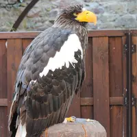 Le Pygargue de Stellar, l'un des plus gros rapaces du monde ! Quel pépère ! &copy; M.O.