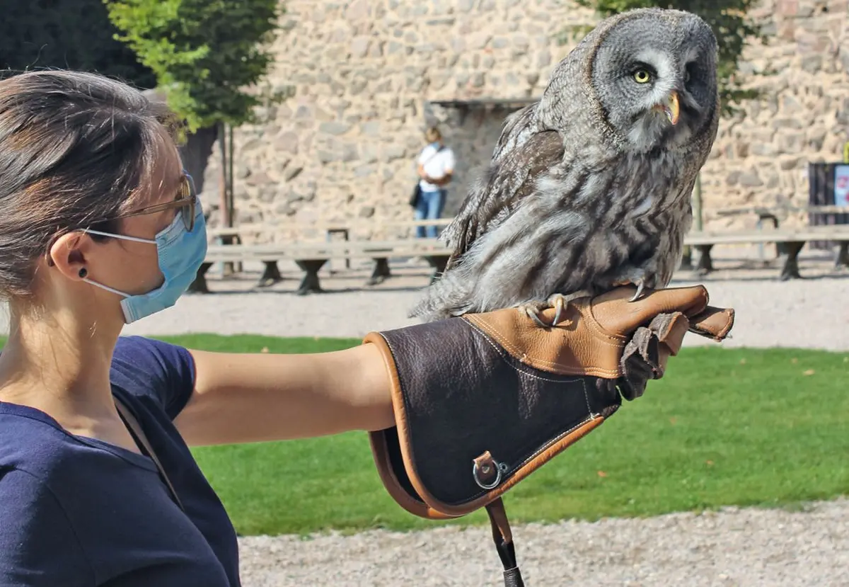 La si belle Chouette Lapone