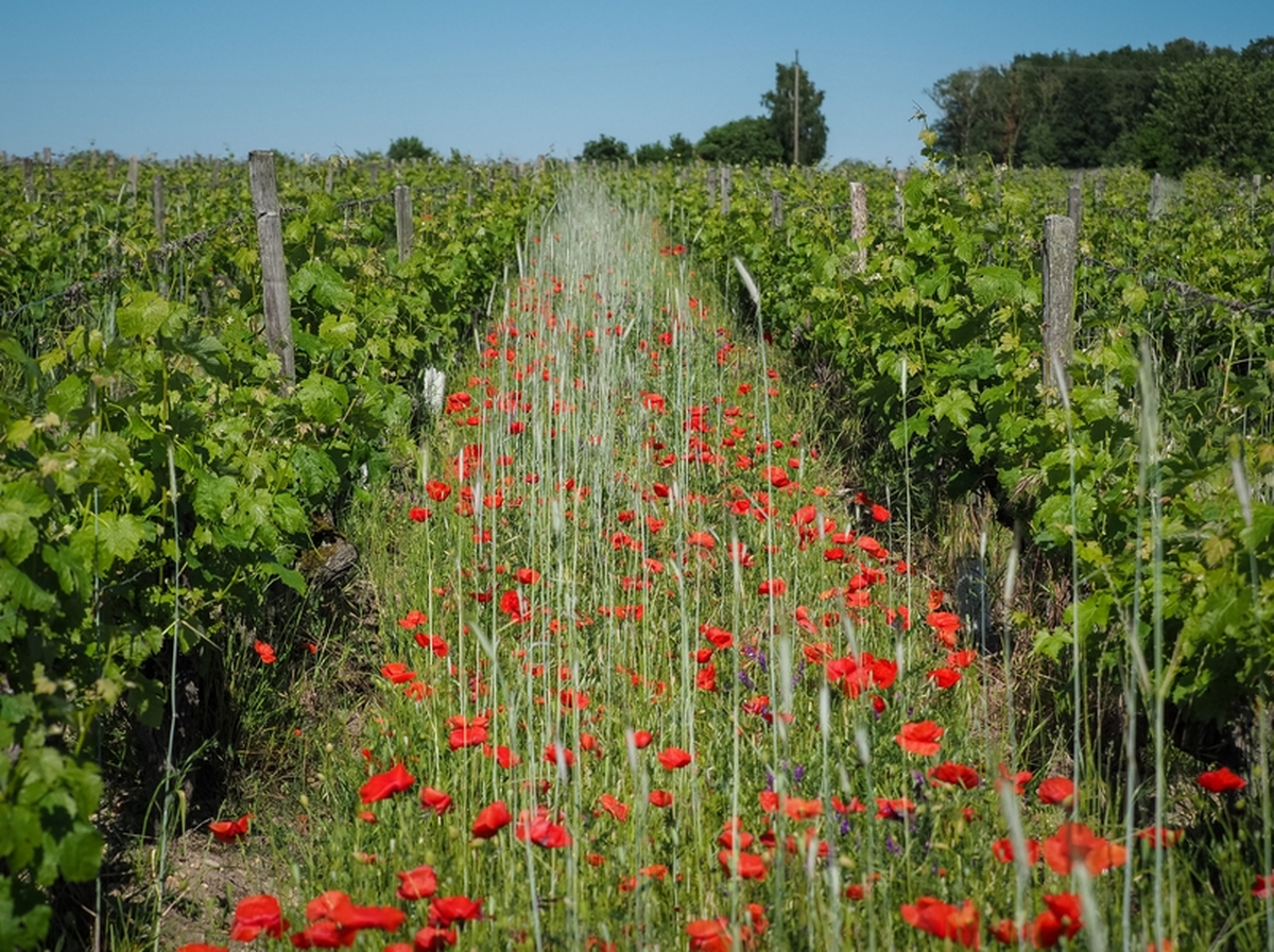 Dans les pas du vigneron au Domaine de la Chevalerie