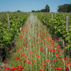 Dans les pas du vigneron au Domaine de la Chevalerie