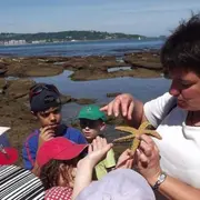 Dans les rochers à marée basse