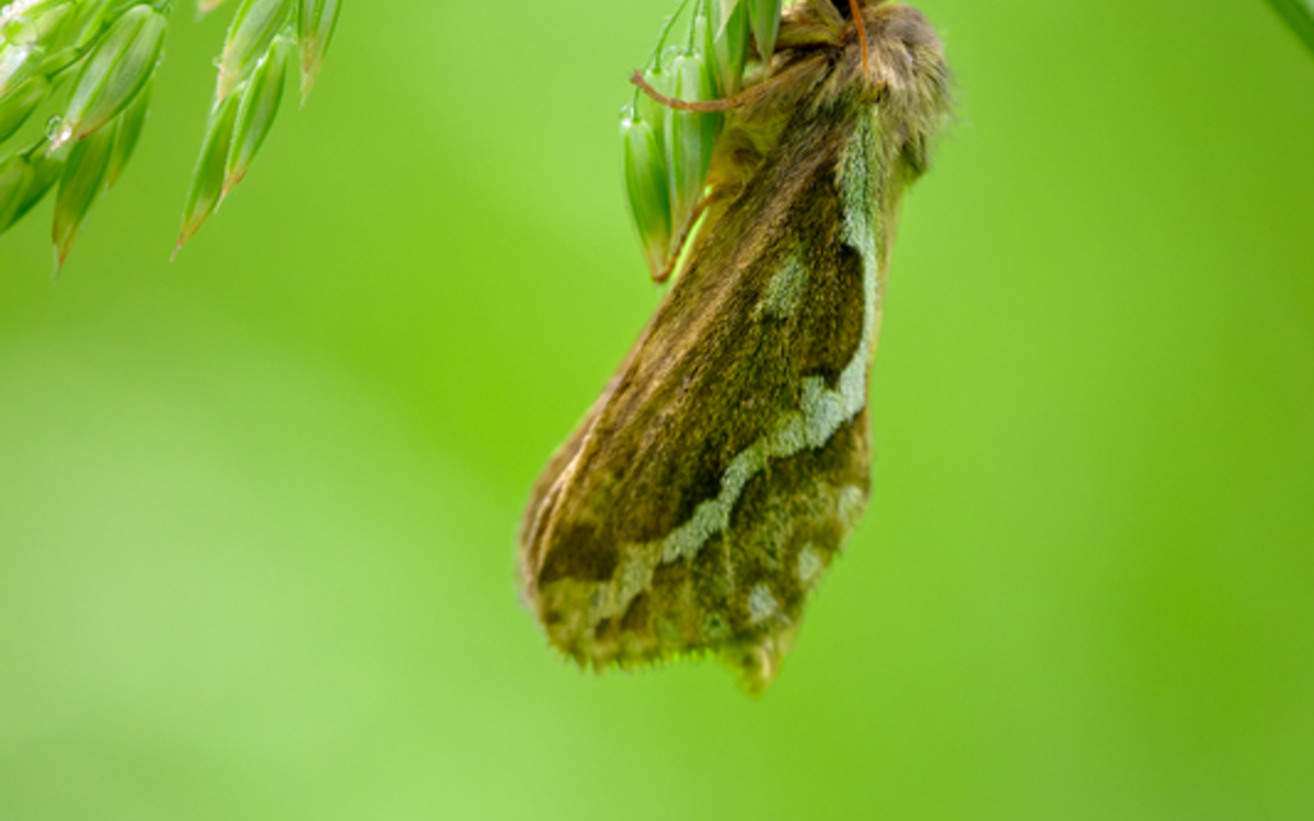 Danse sous la lune : les insectes nocturnes