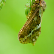 Danse sous la lune : les insectes nocturnes