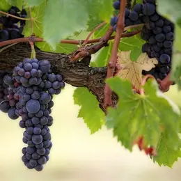 De Ferme En Ferme En Montagne Noire – Château Le Bouchat Alaux