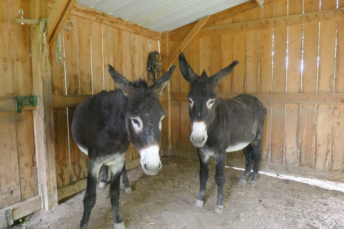 De ferme en ferme : Ferme Borda d'Arsaut