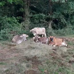 De Ferme En Ferme Montagne Noire : La Ferme Du Cammas