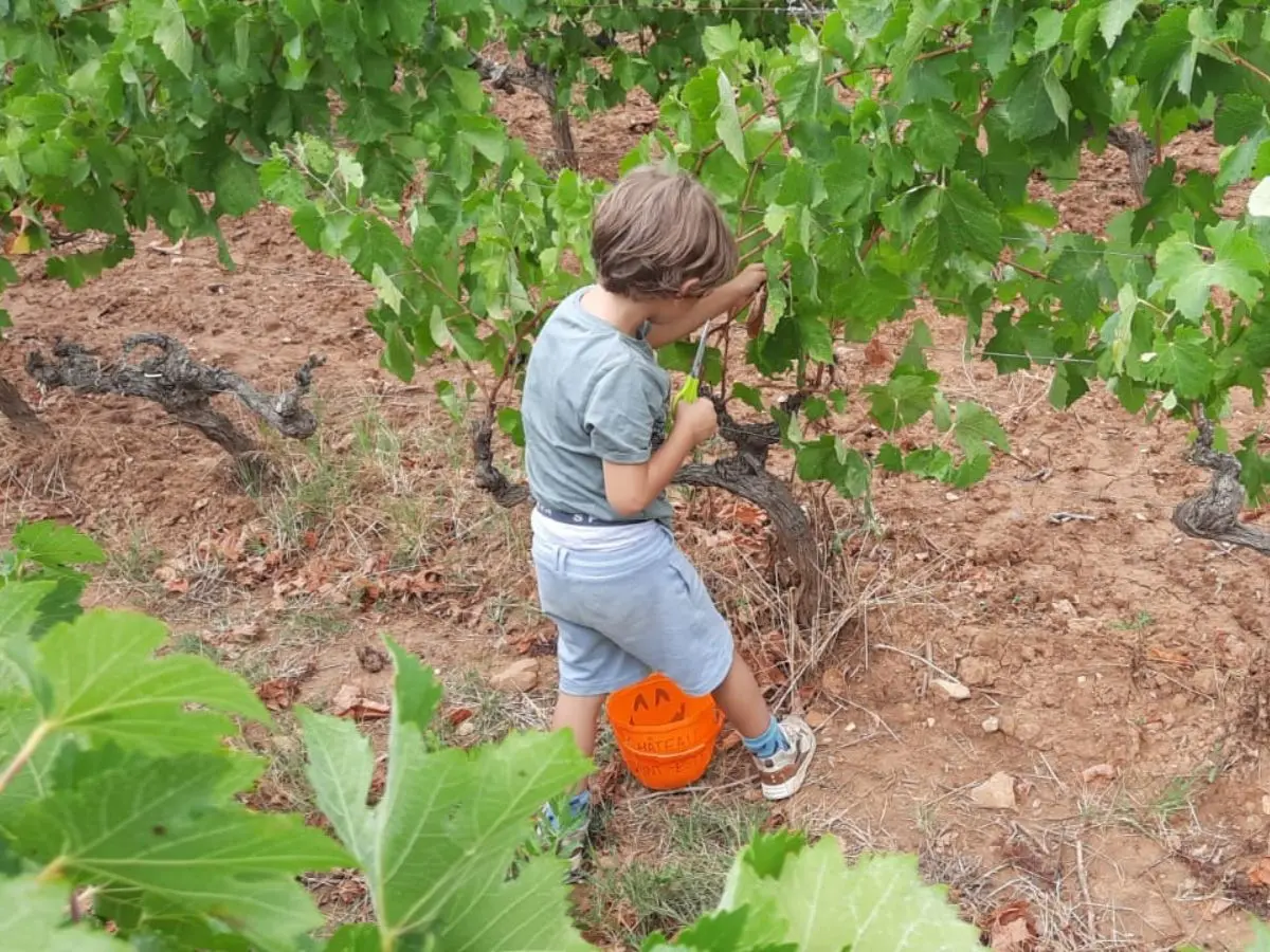 De Ferme En Ferme - Narbonnais, Corbieres-Minervois - Château De Saint Estève
