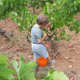 De Ferme En Ferme - Narbonnais, Corbieres-Minervois - Château De Saint Estève