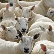 De Ferme En Ferme Piège, Lauragais, Razès