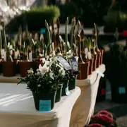 De la Binette à la Fourchette : Troc de plantes à Chauray