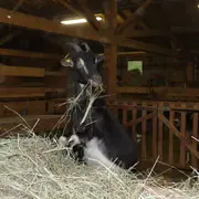 De la ferme au fromage
