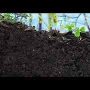 De la feuille à l'humus