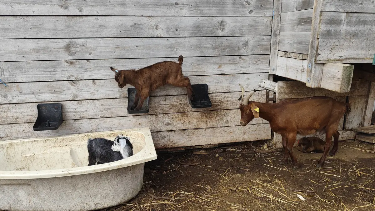 De la traite à l'assiette : une journée à la ferme