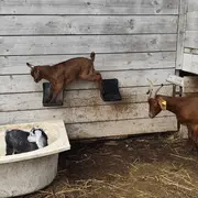 De la traite à l'assiette : une journée à la ferme