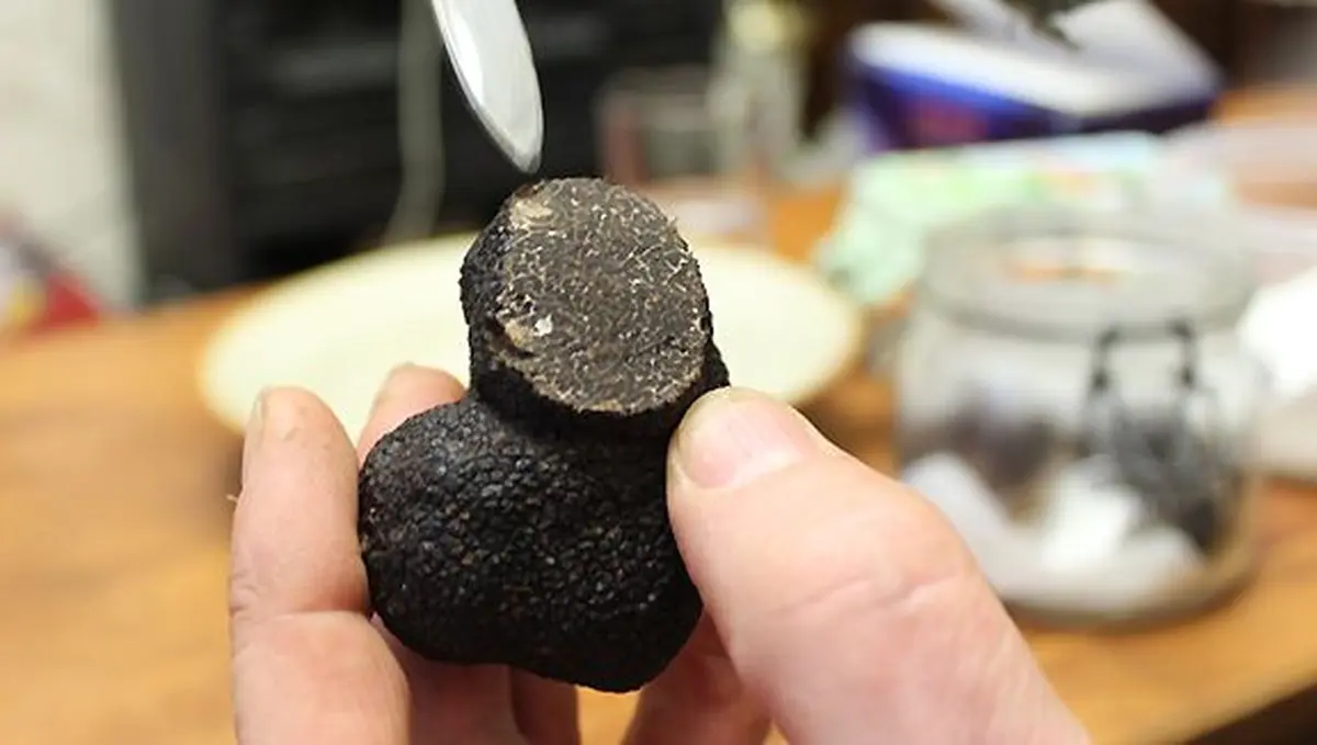 Une Mélanosporum... du Haut-Rhin !