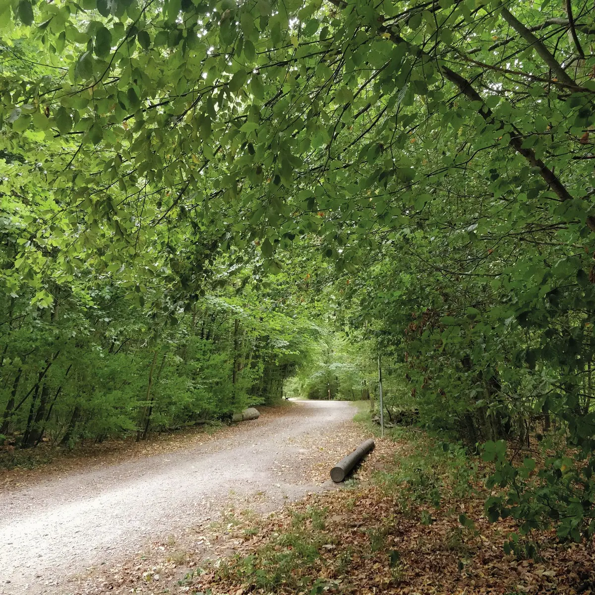 De Mulhouse à la forêt du Tannenwald