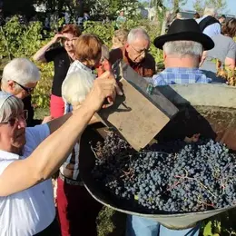 Déambulation et vendanges de la Cité Libre du vieux Thouars