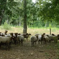 Découverte d'un écopaturage