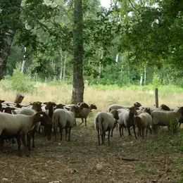 Découverte d'un écopaturage