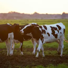 Découverte d'une exploitation de vaches laitières