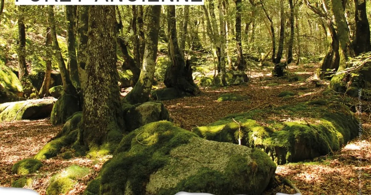 Découverte d'une forêt ancienne