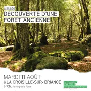 Découverte d'une forêt ancienne