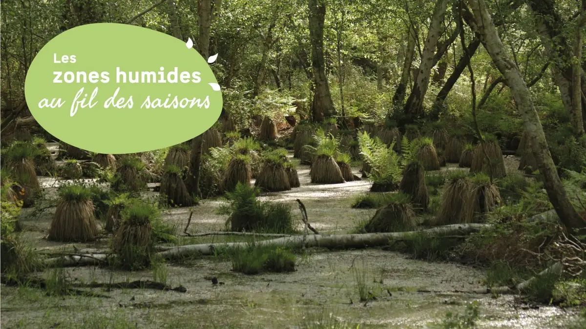 Découverte d'une forêt humide