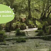 Découverte d'une forêt humide