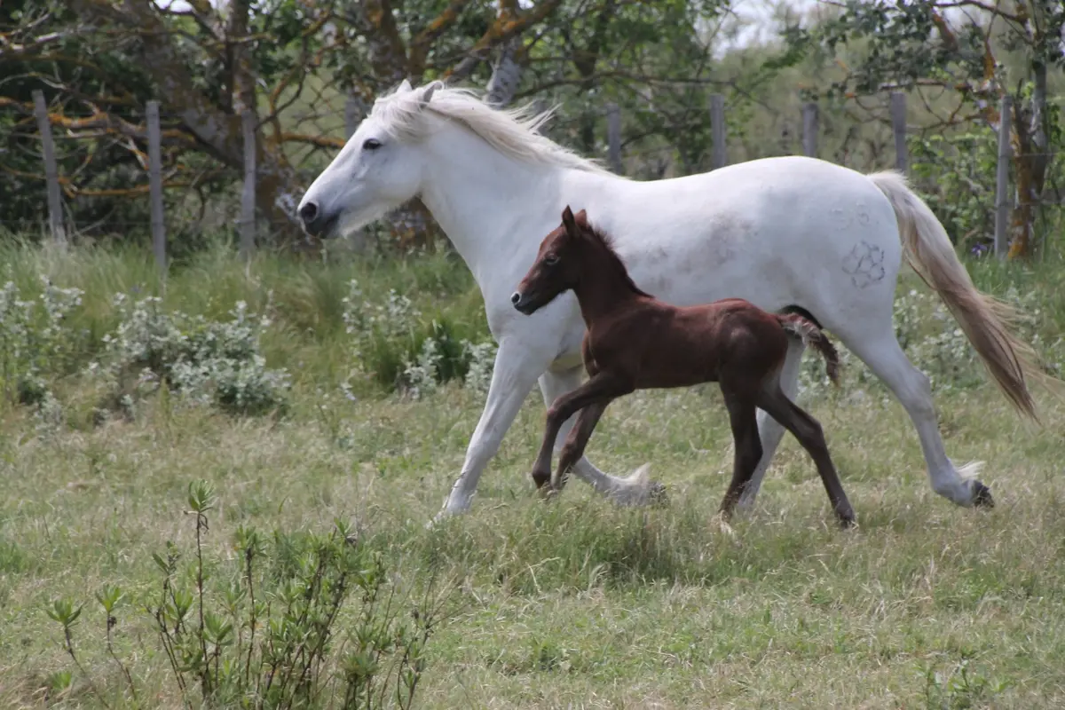 Découverte d'une manade de chevaux de race Camargue