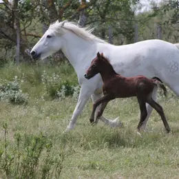 Découverte d'une manade de chevaux de race Camargue